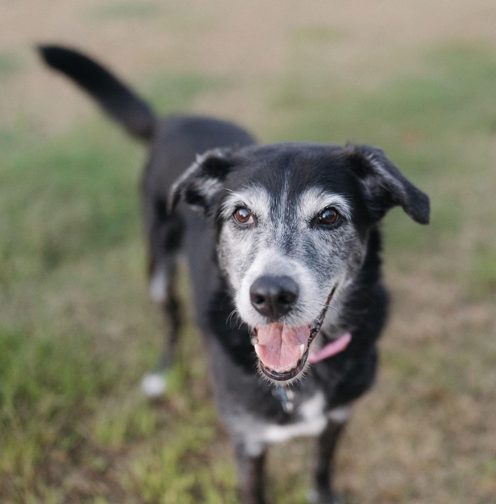 Lucy, Adoptable, Senior Female Hound.