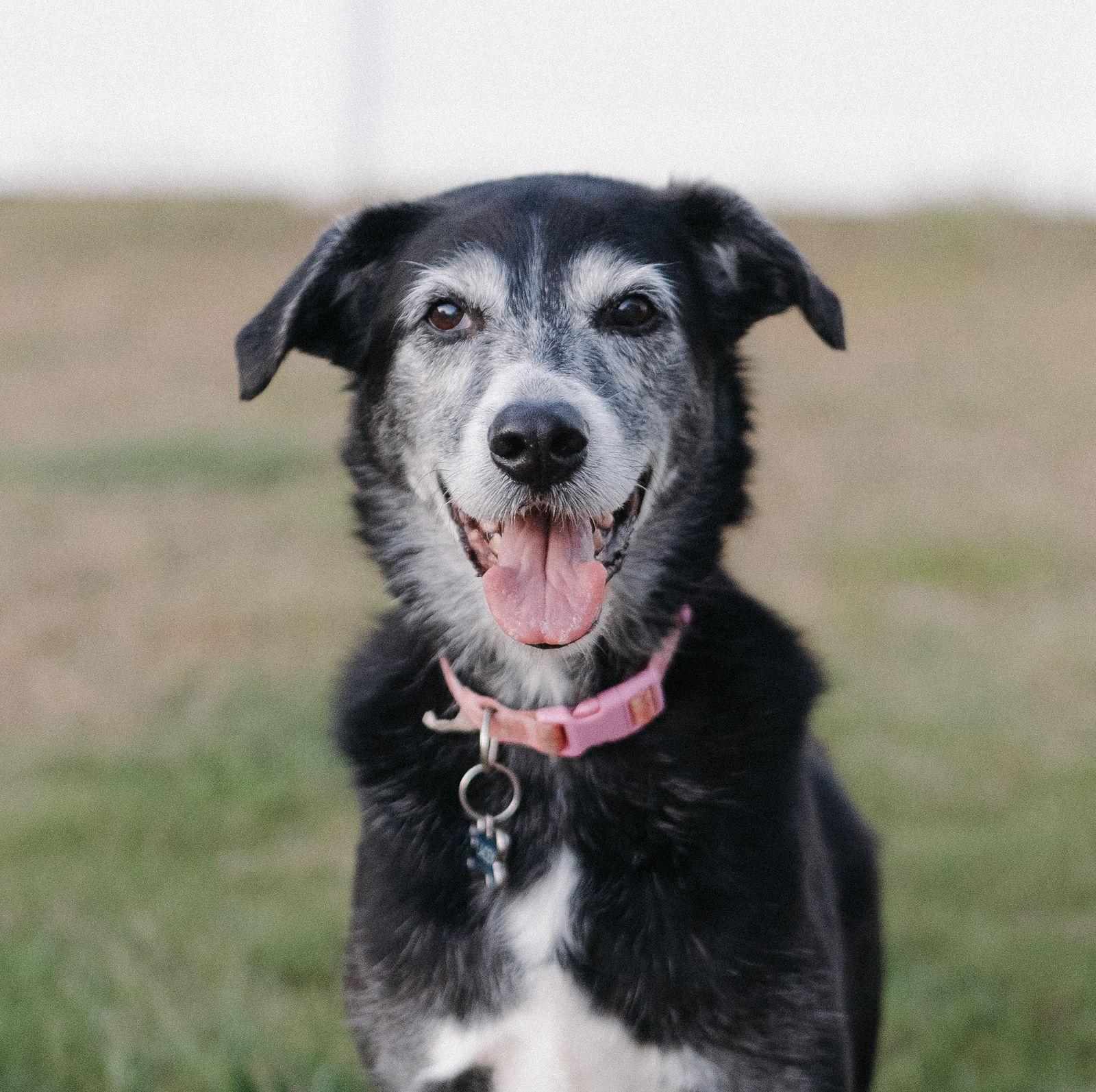 Lucy, a Adoptable Hound in Cary, NC image 2/3