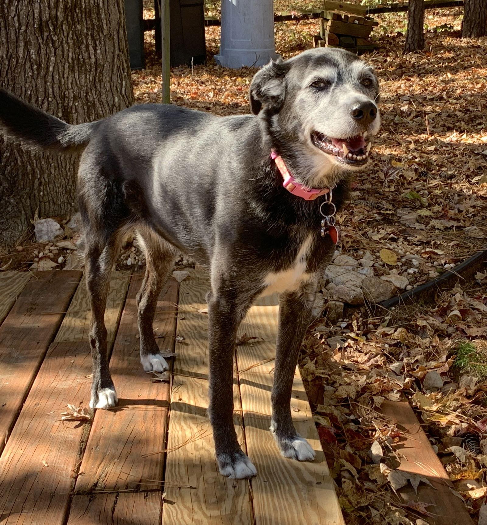 Enlarge Lucy, a Adoptable Hound in Cary, NC image 3/3