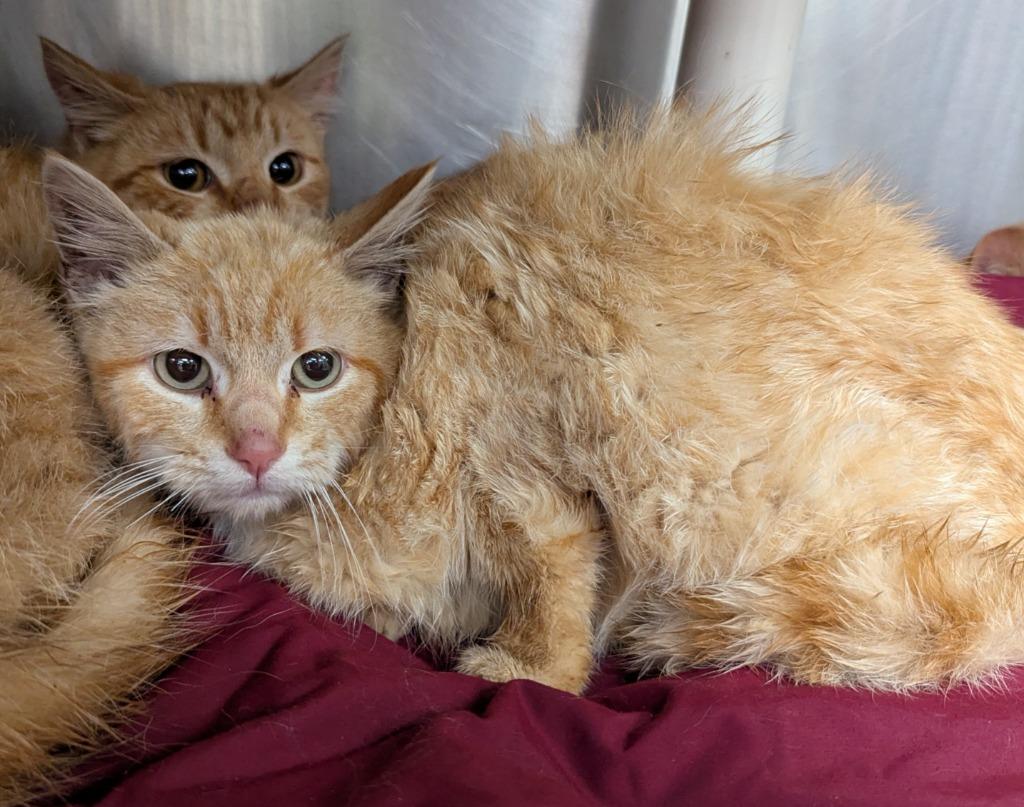 Enlarge Nebraska, a Adoptable Tabby in La Porte, IN image 1/2