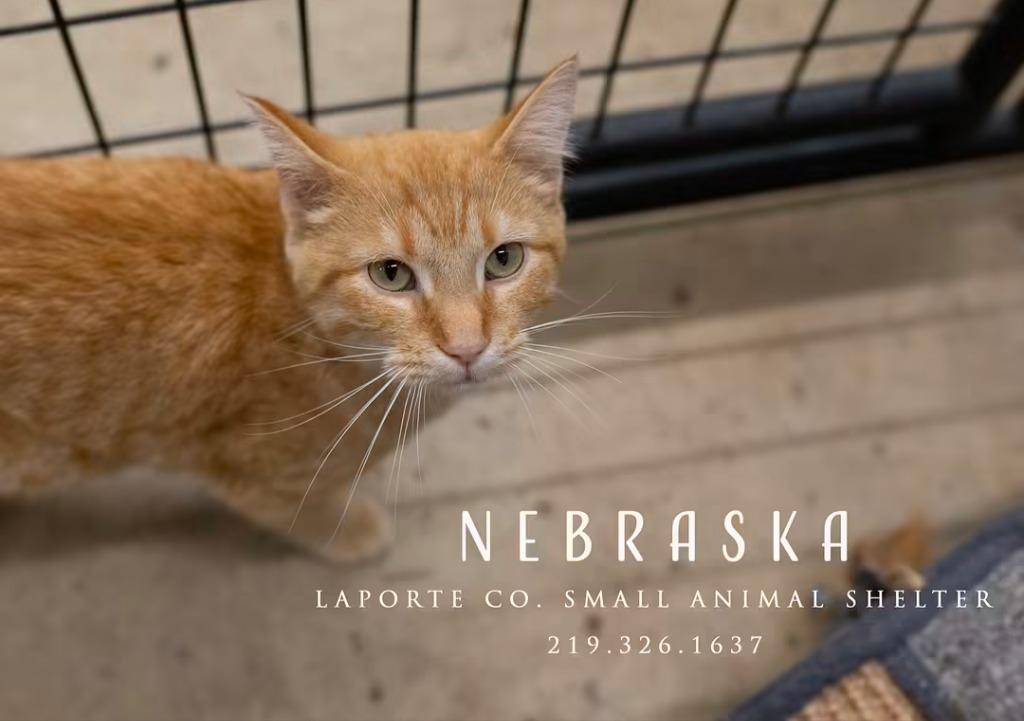 Enlarge Nebraska, a Adoptable Tabby in La Porte, IN image 2/3