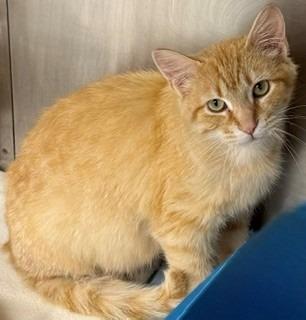 Enlarge Nebraska, a Adoptable Tabby in La Porte, IN image 2/2