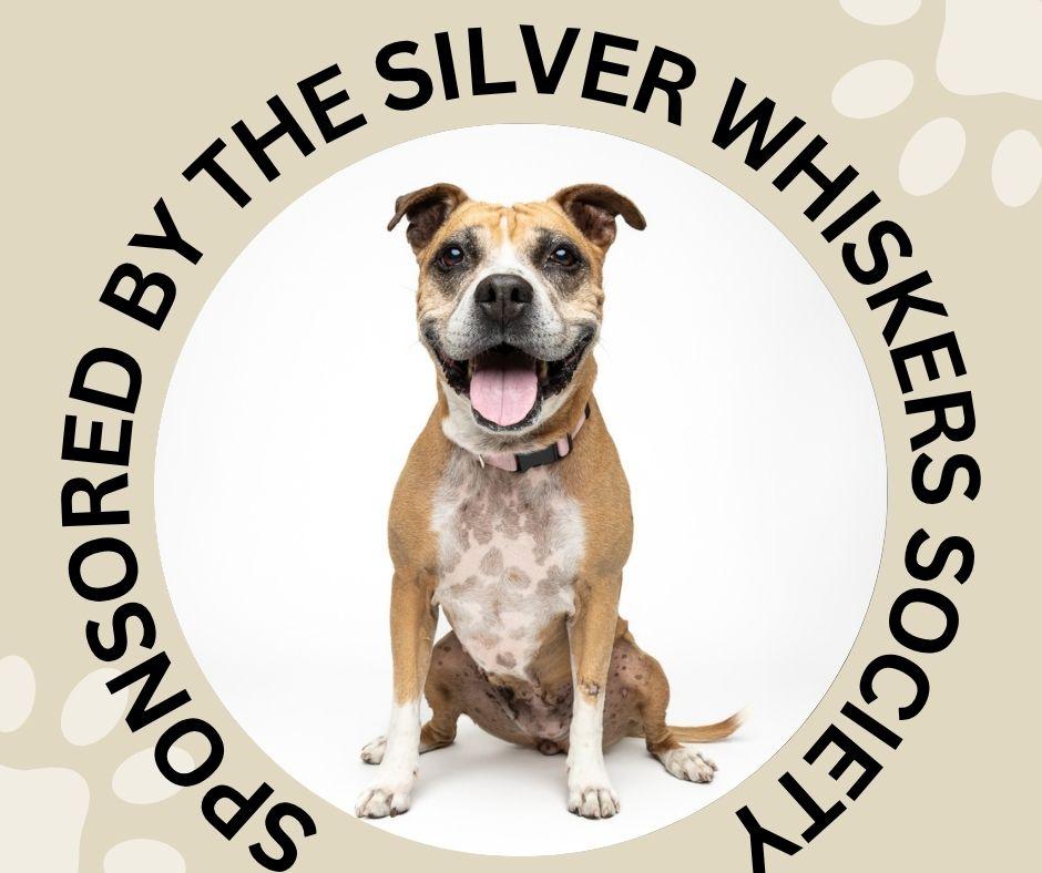 DOVEY, Adoptable, Senior Female Pit Bull Terrier & Boxer.