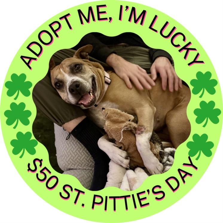 DOVEY, Adoptable, Senior Female Pit Bull Terrier & Boxer.