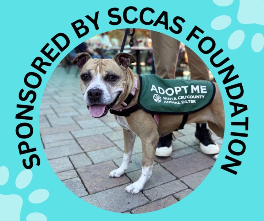 DOVEY, Adoptable, Senior Female Pit Bull Terrier & Boxer.