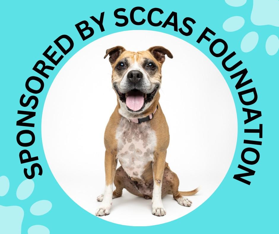 DOVEY, Adoptable, Senior Female Pit Bull Terrier & Boxer.