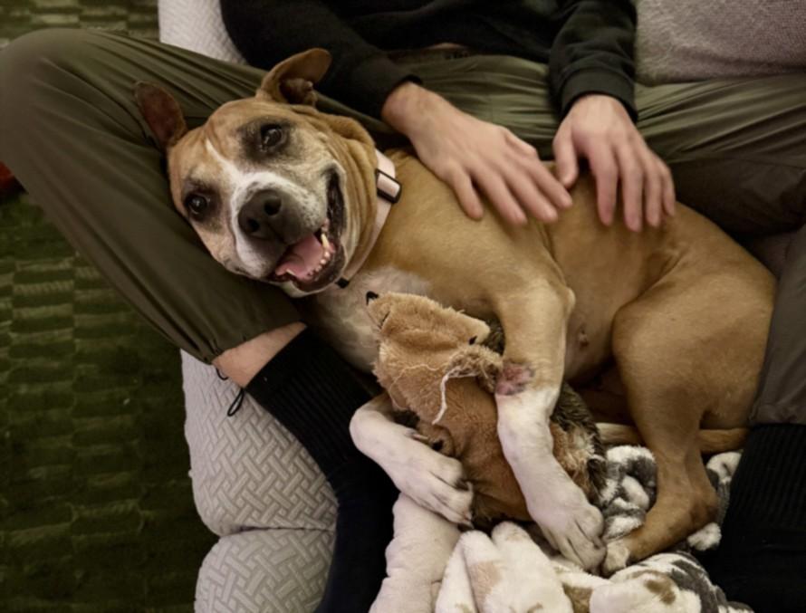 Enlarge DOVEY, a Adoptable mixed breed in Santa Cruz, CA image 1/1