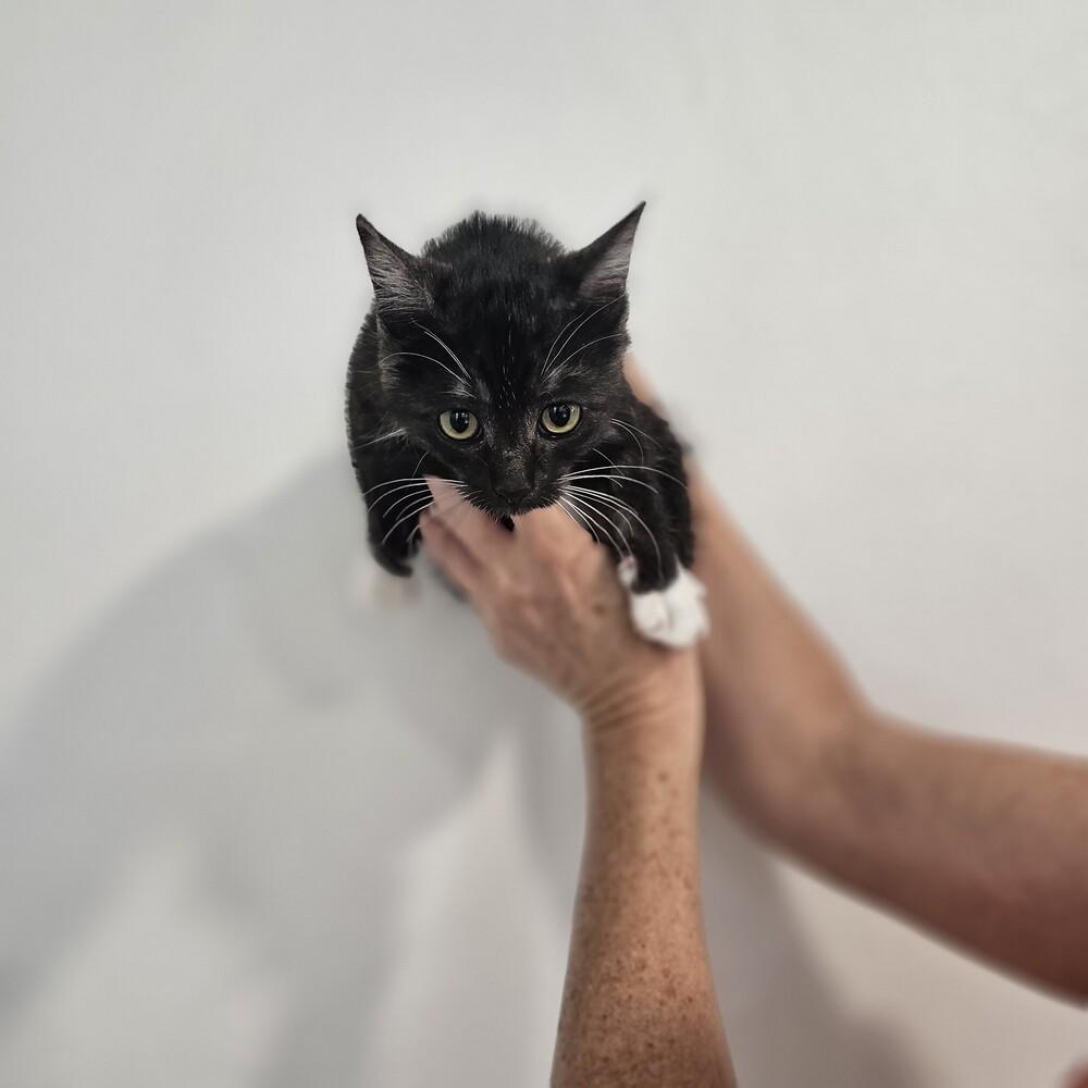 Boo, Adoptable, Kitten Female Domestic Short Hair.
