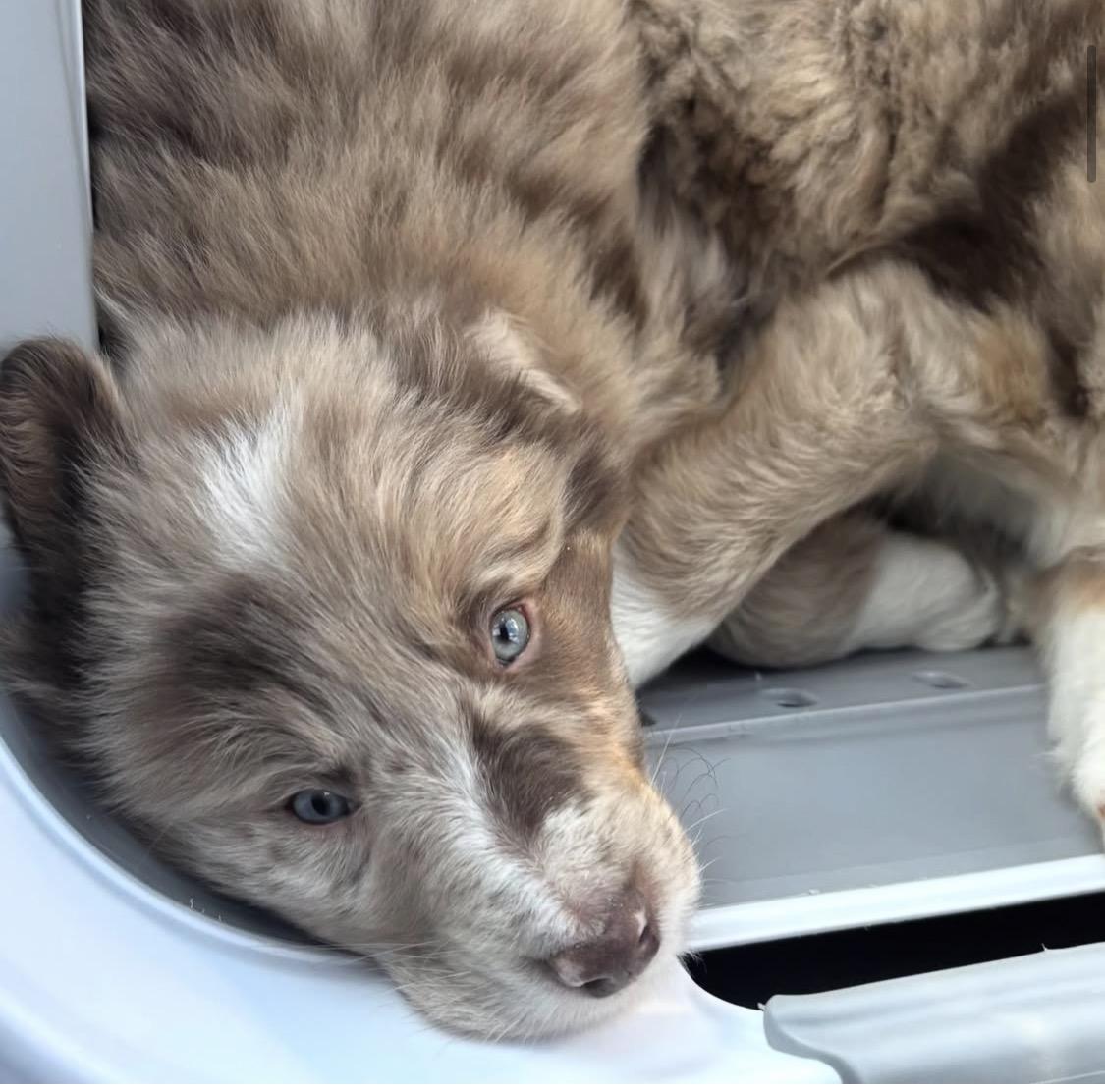 Enlarge Veil , an adopted Australian Shepherd in South Amboy, NJ image 1/3