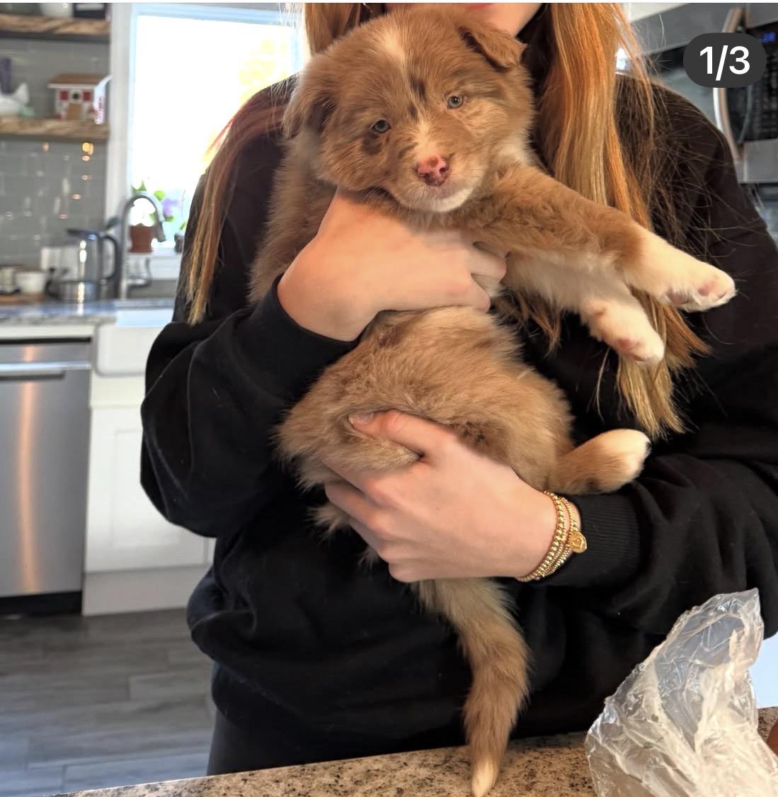 Enlarge Veil , an adopted Australian Shepherd in South Amboy, NJ image 2/3
