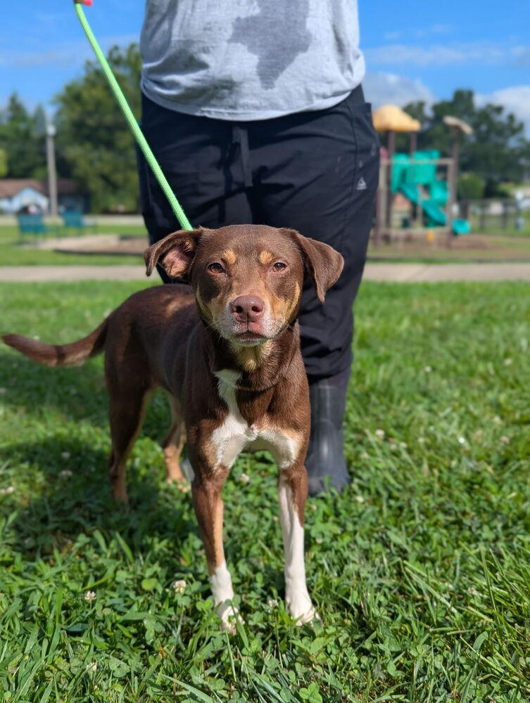 Enlarge Coco, a Adopted mixed breed in Dickson, TN image 1/1