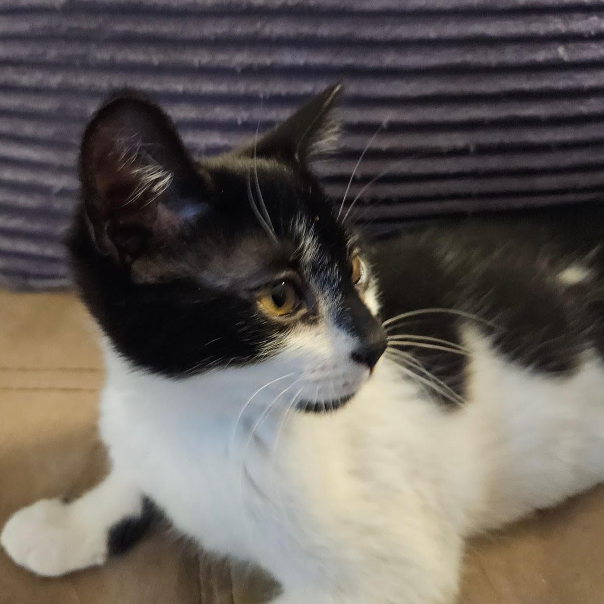 Merlin