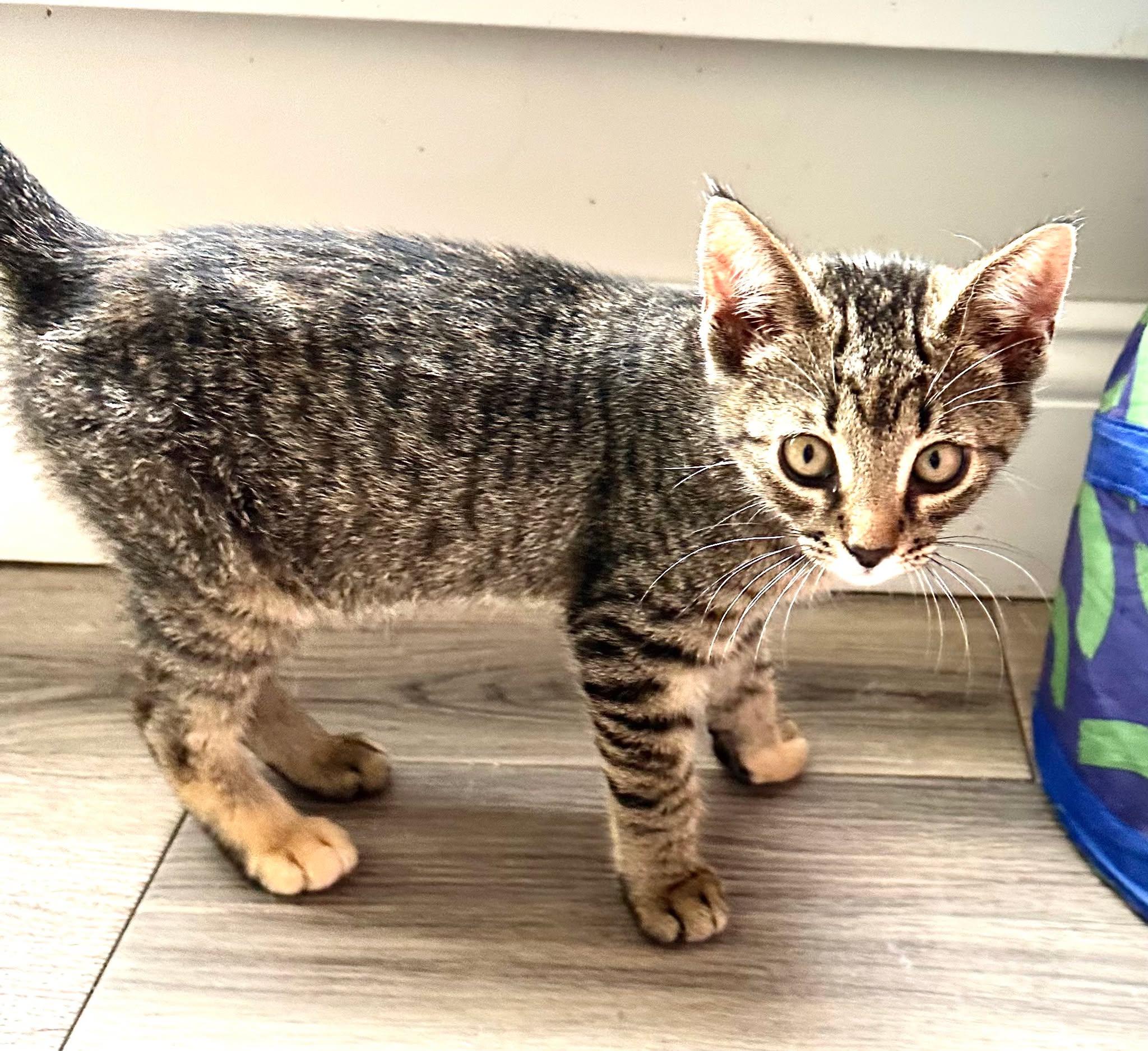 Caliby, ADOPTABLE, Kitten Female Domestic Short Hair.