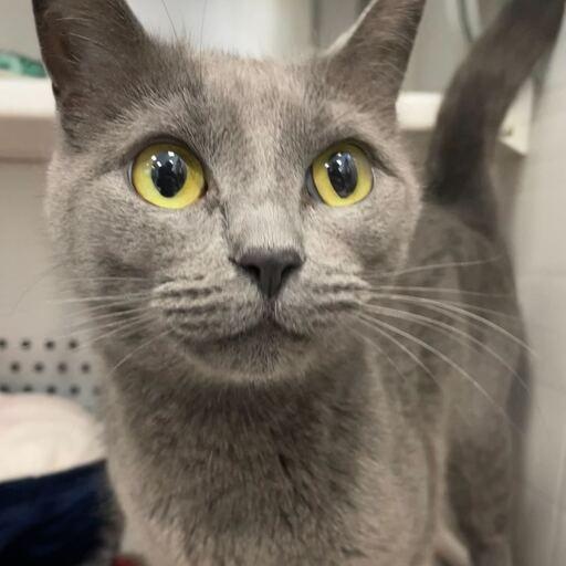 Keva, adopted, Adult Female Domestic Short Hair.