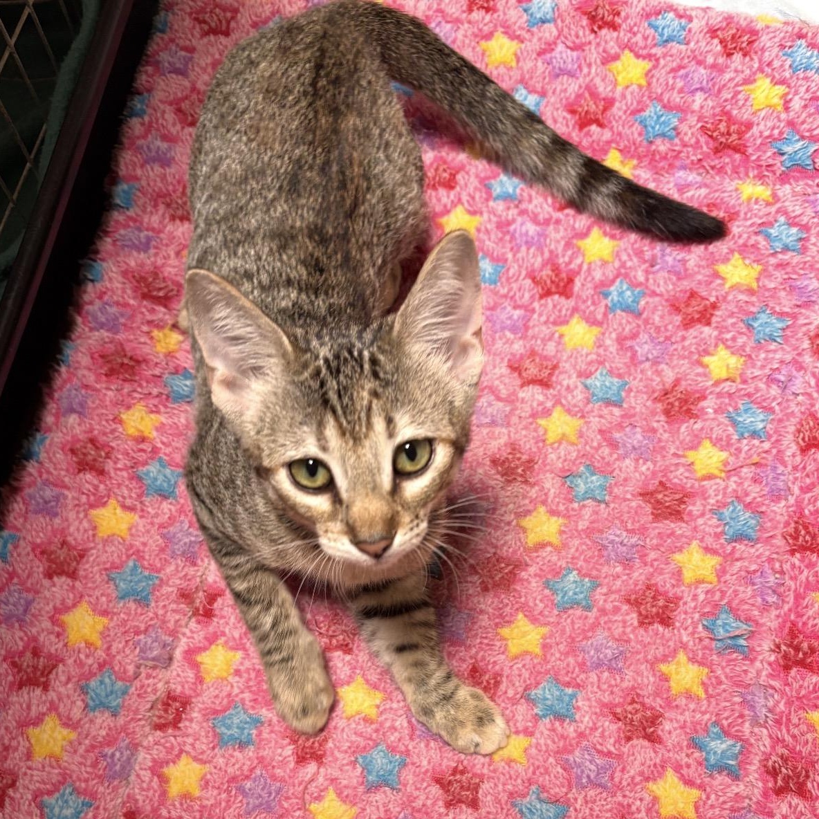 Enlarge Francesca, a Adoptable Tabby in Trophy Club, TX image 6/6