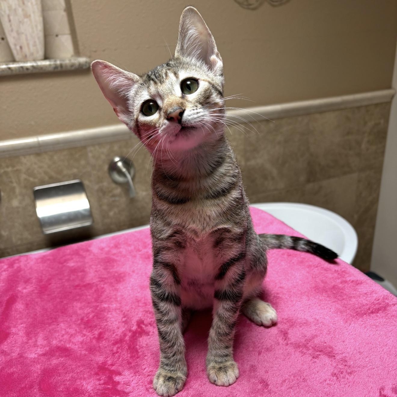 Enlarge Francesca, a Adoptable Tabby in Trophy Club, TX image 5/6