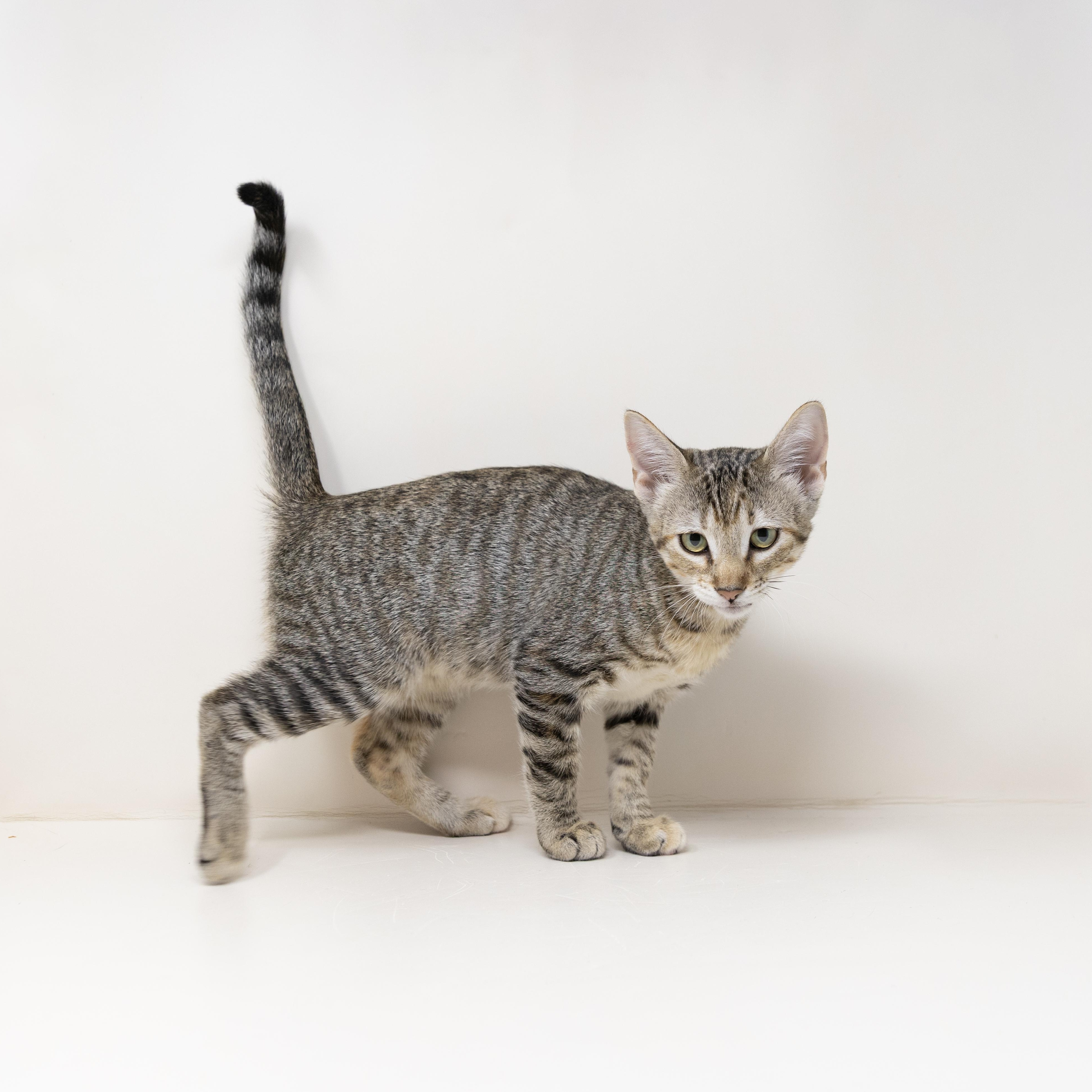 Enlarge Francesca, a Adoptable Tabby in Trophy Club, TX image 4/6