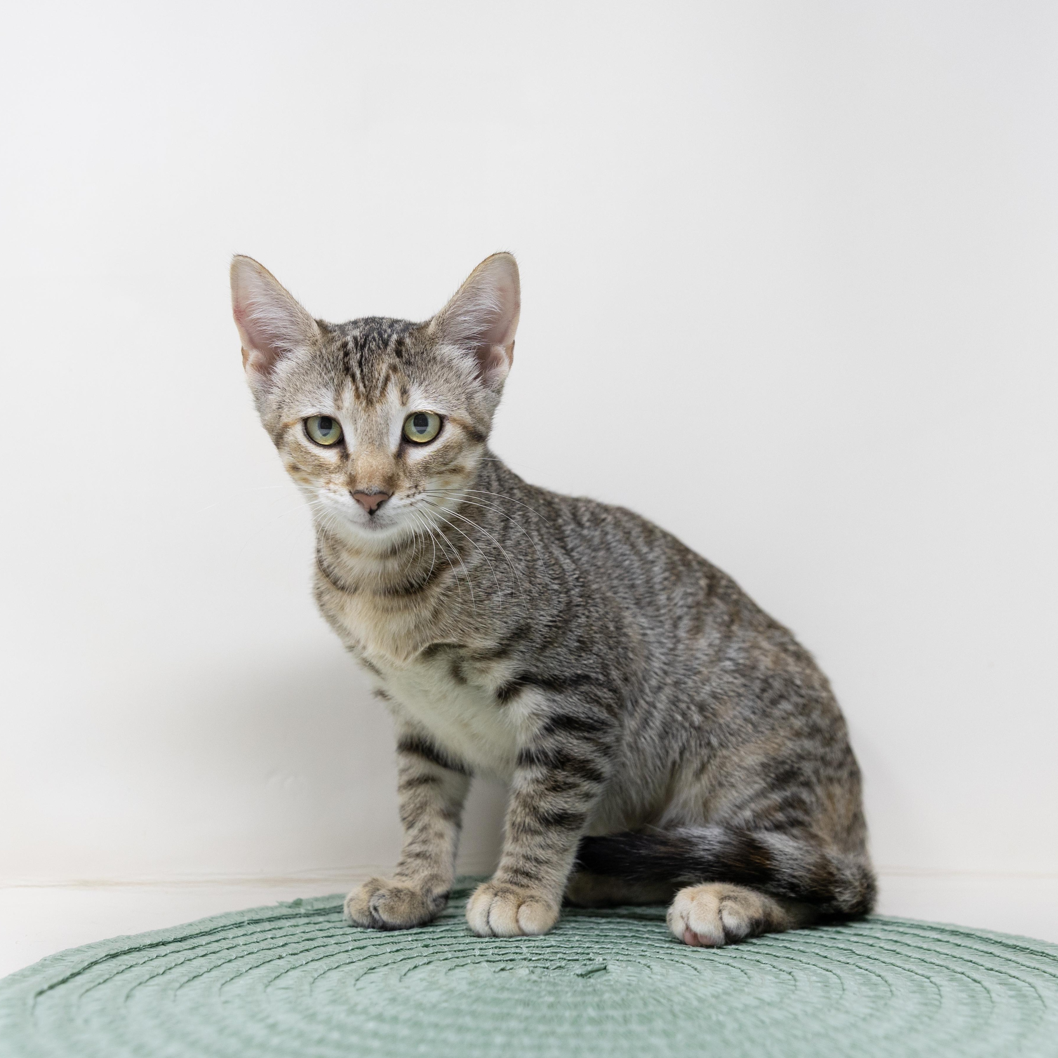Enlarge Francesca, a Adoptable Tabby in Trophy Club, TX image 1/6