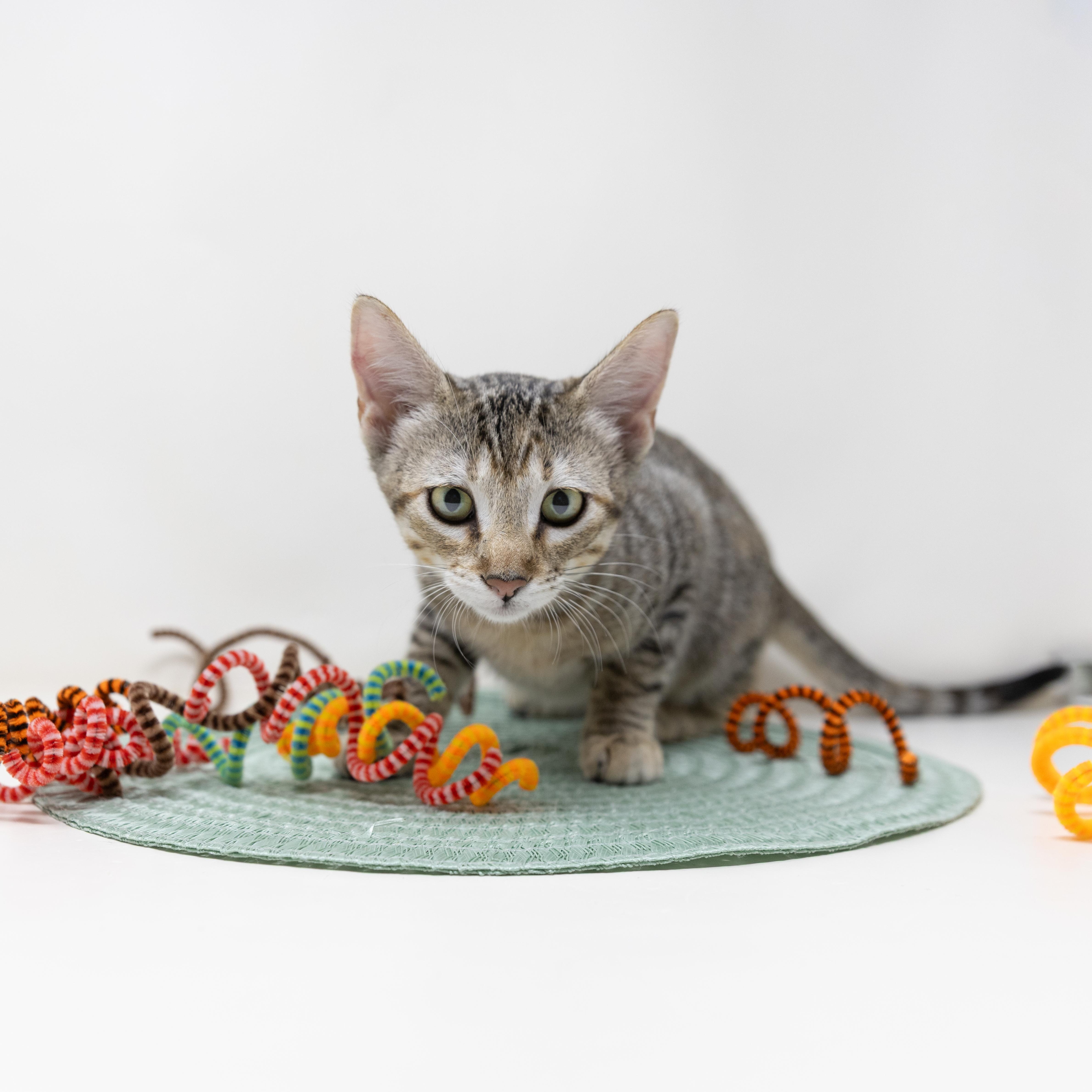 Enlarge Francesca, a Adoptable Tabby in Trophy Club, TX image 2/6
