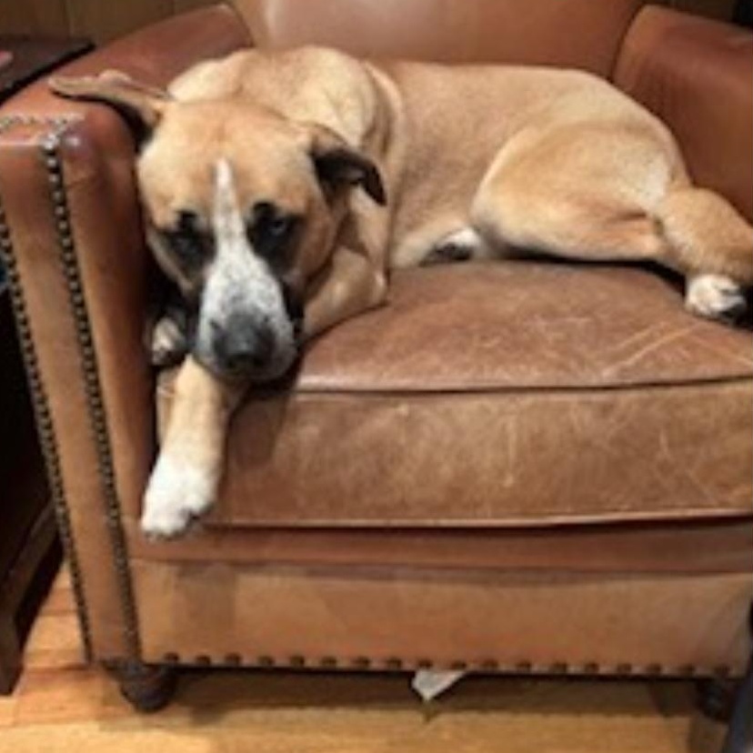 Enlarge Billy, a Adoptable Mixed Breed in Burlington, VT image 2/5