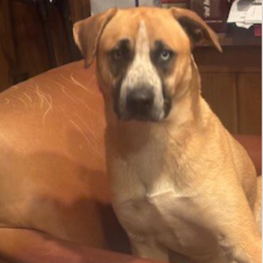 Enlarge Billy, a Adoptable Mixed Breed in Burlington, VT image 3/5