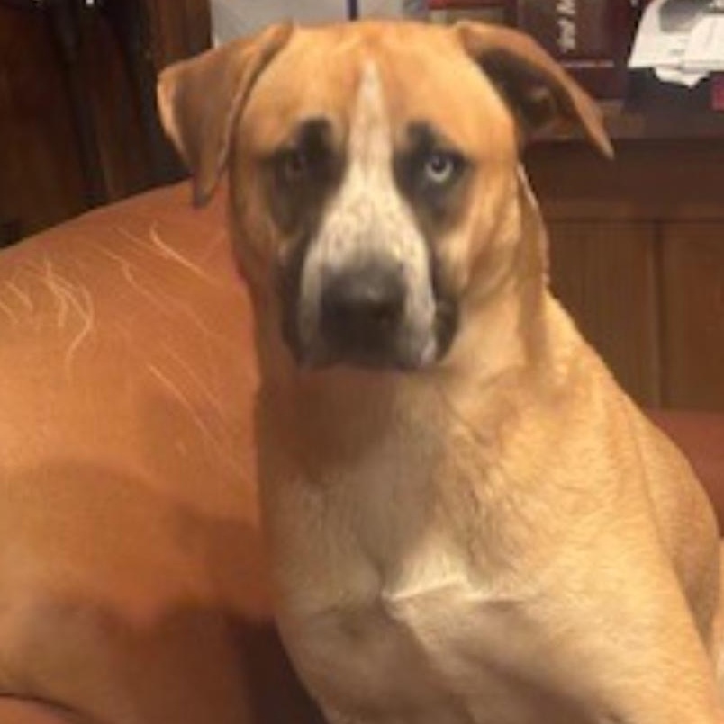 Enlarge Billy, a Adoptable Mixed Breed in Burlington, VT image 4/5