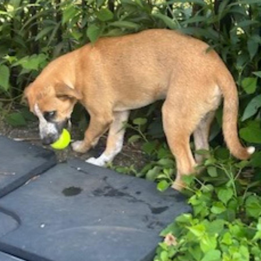 Enlarge Billy, a Adoptable Mixed Breed in Burlington, VT image 5/5