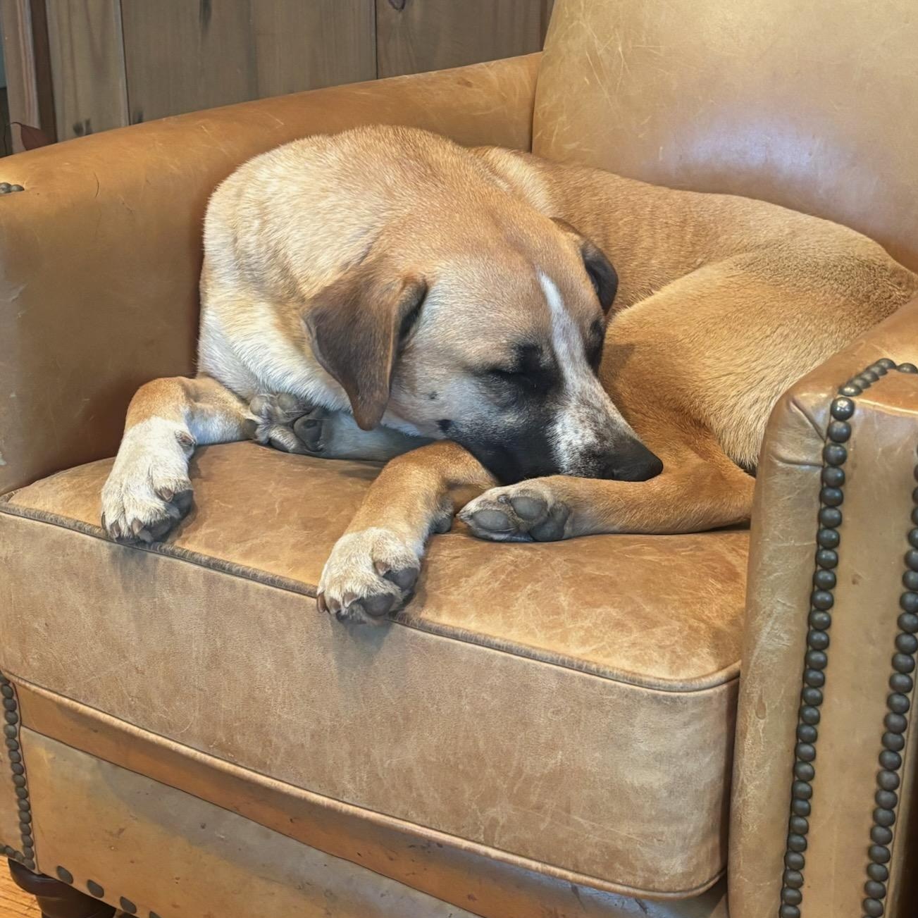 Enlarge Billy, a Adoptable Mixed Breed in Burlington, VT image 1/5