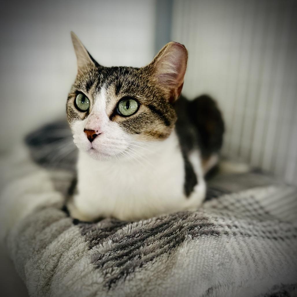 August, Adoptable, Young Female Domestic Short Hair.