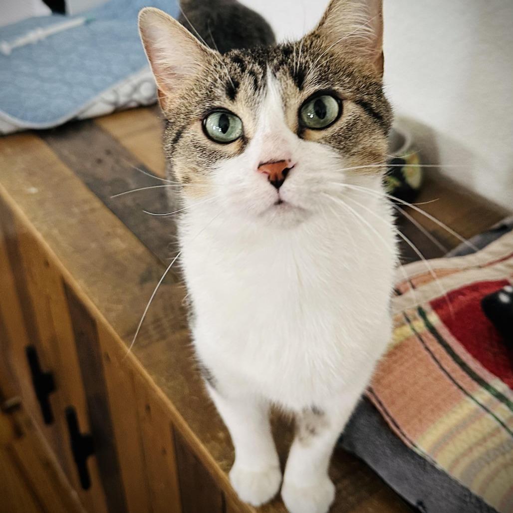 Enlarge August, a Adoptable Domestic Short Hair in Fort Worth, TX image 1/5