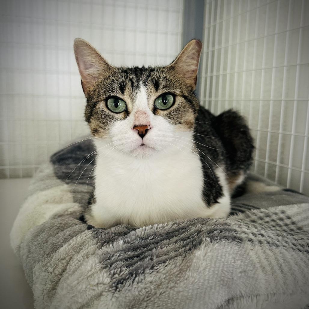 Enlarge August, a Adoptable Domestic Short Hair in Fort Worth, TX image 2/5