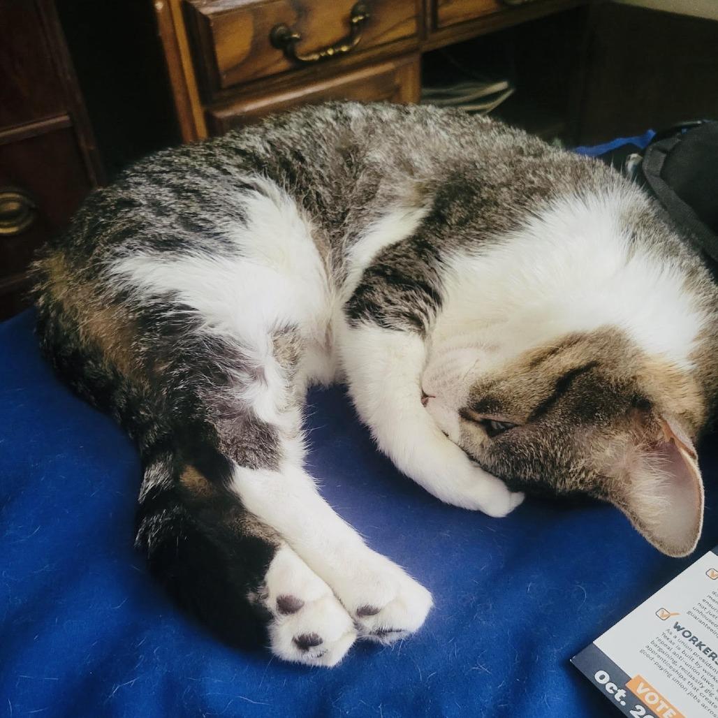 Enlarge August, a Adoptable Domestic Short Hair in Fort Worth, TX image 4/5