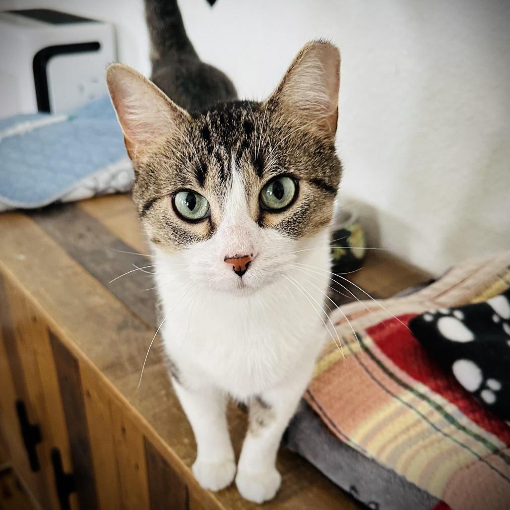 Enlarge August, a Adoptable Domestic Short Hair in Fort Worth, TX image 5/5