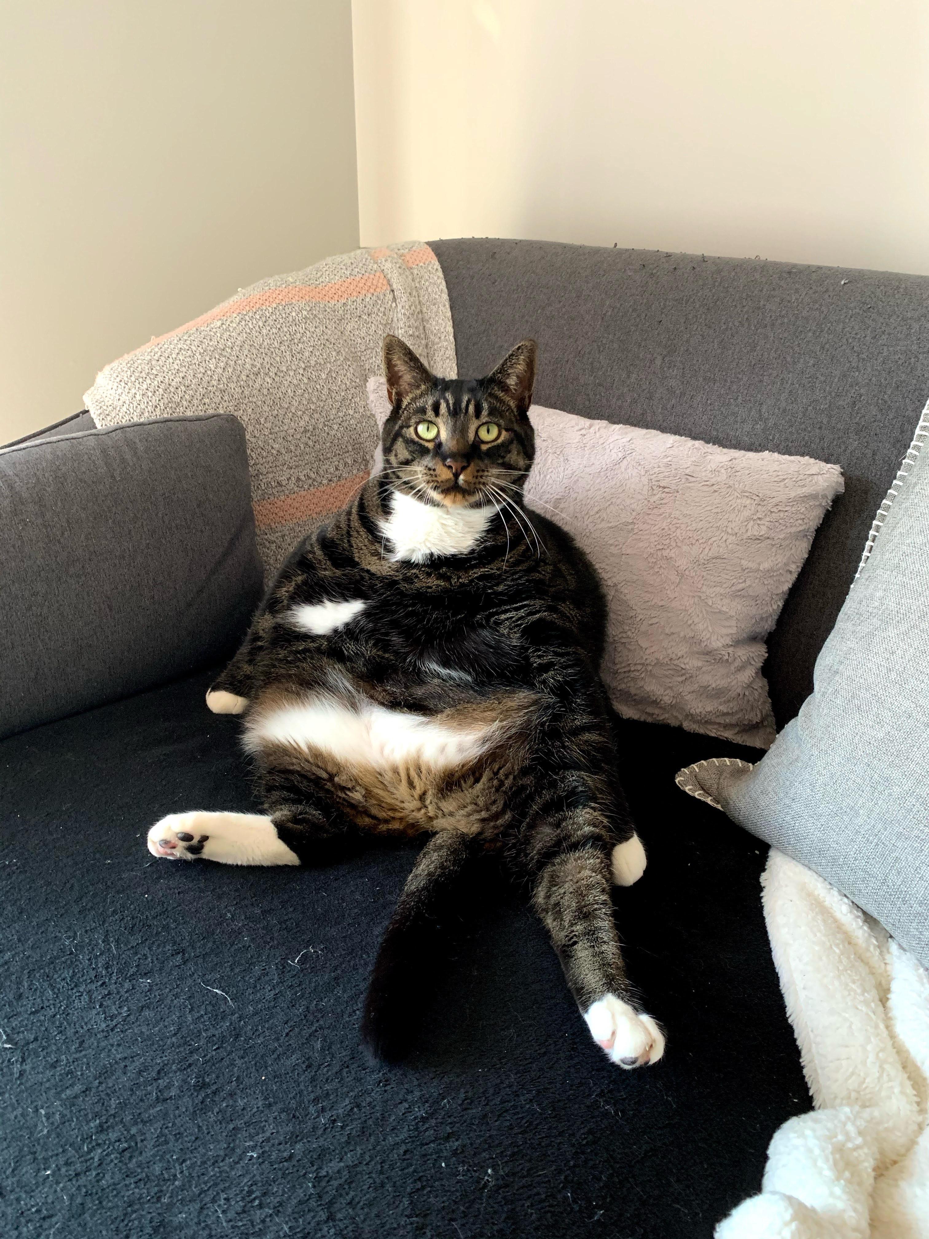 Mack, an adoptable Domestic Short Hair in Fredericton, NB, E3B 1K8 | Photo Image 2