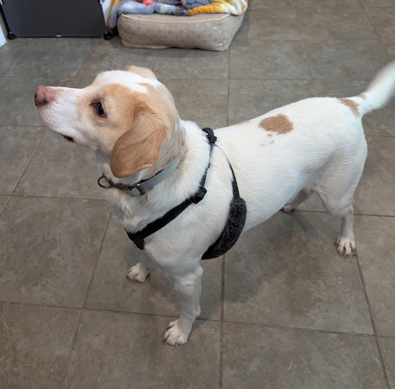 Enlarge Beans, a Adoptable mixed breed in Swansea, MA image 1/1