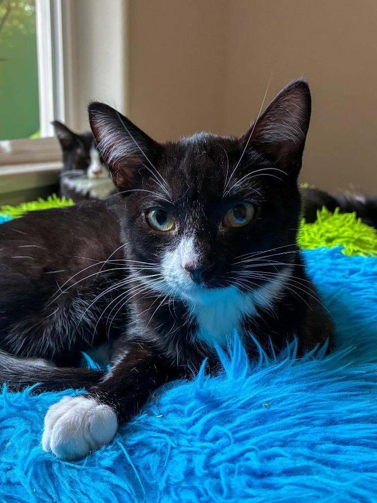 Meeko, Adoptable, Young Male Domestic Short Hair.