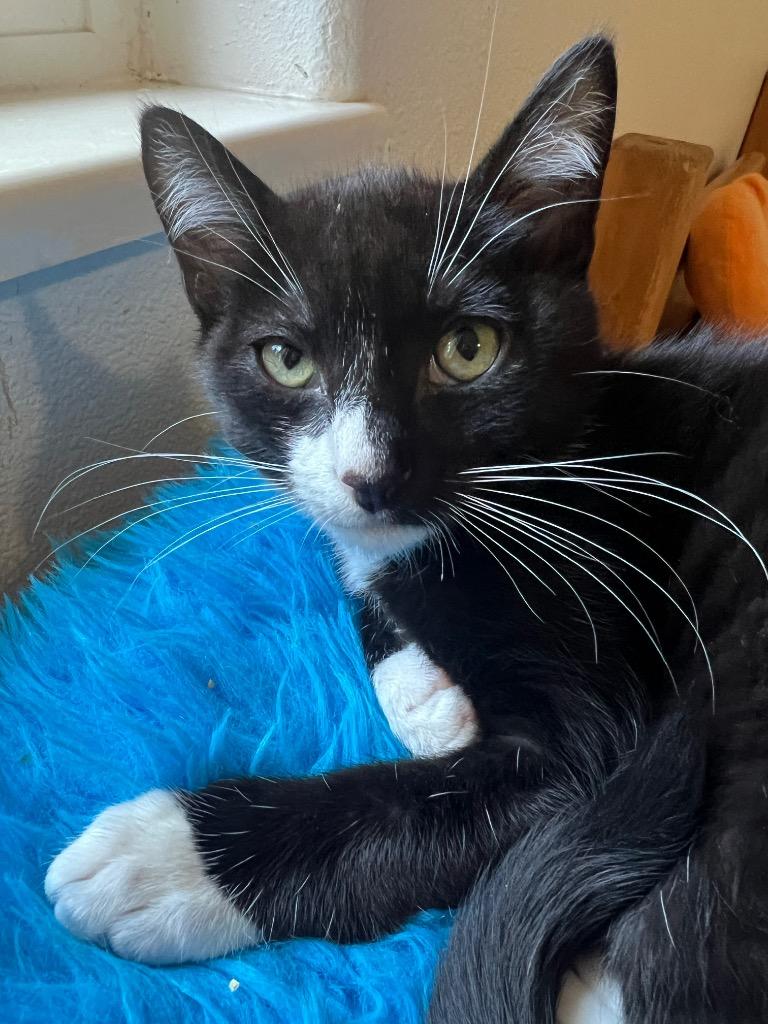 Meeko, a Adoptable Domestic Short Hair in Vashon, WA image 2/2