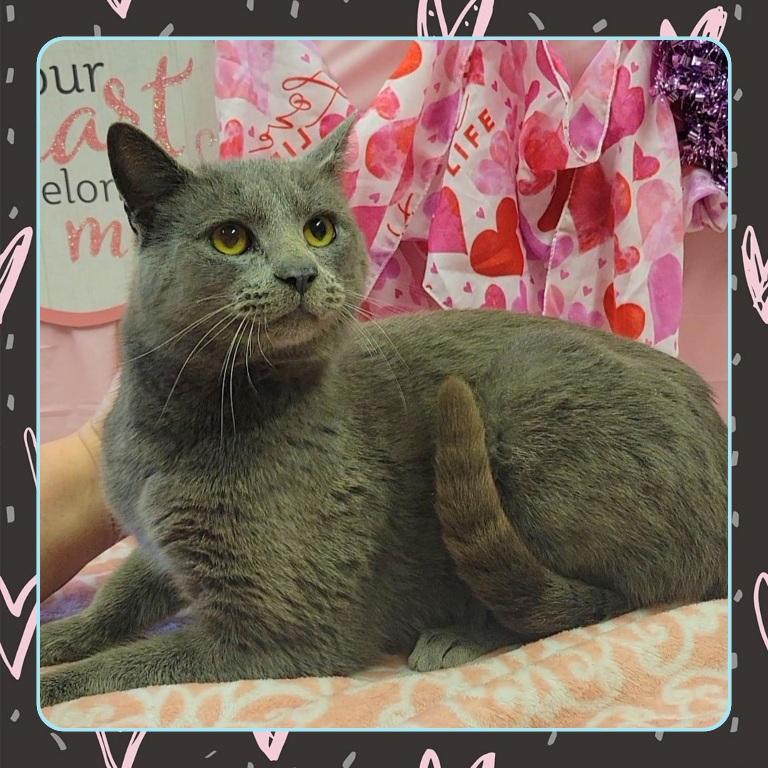 Enlarge COAL, a ADOPTABLE Domestic Short Hair in Buckhannon, WV image 1/1