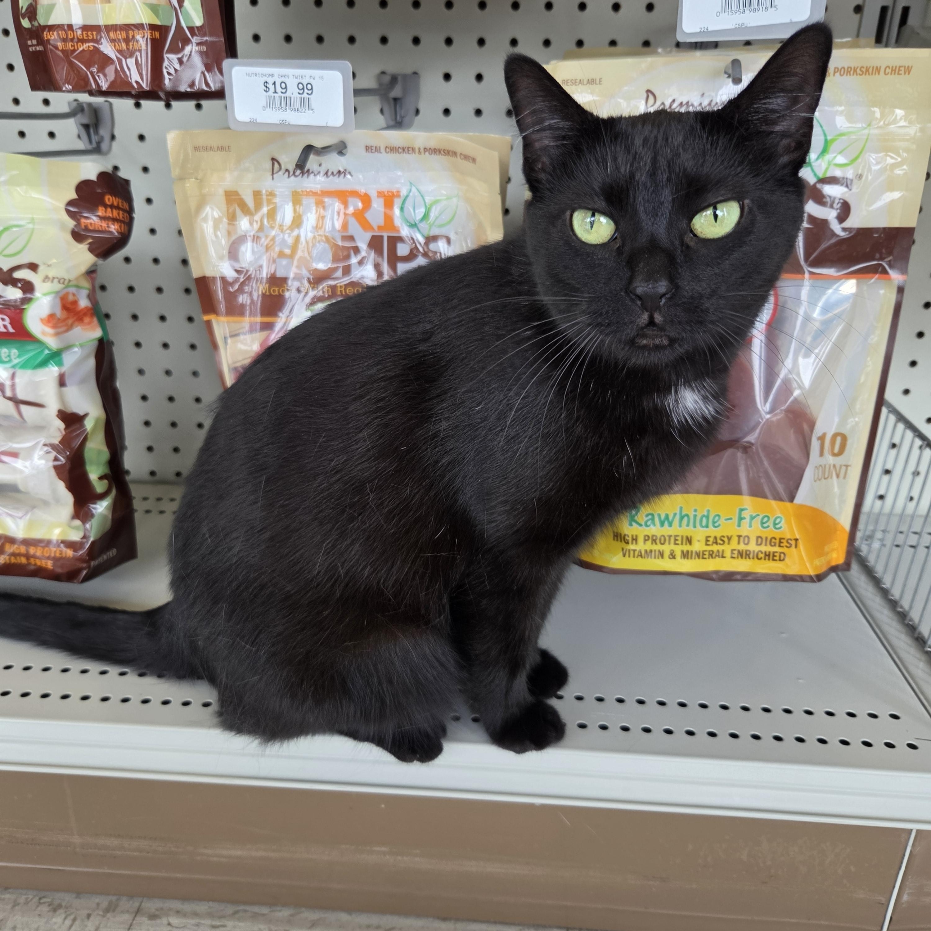 Porchetta, a ADOPTABLE Domestic Short Hair in Indianapolis, IN image 2/6