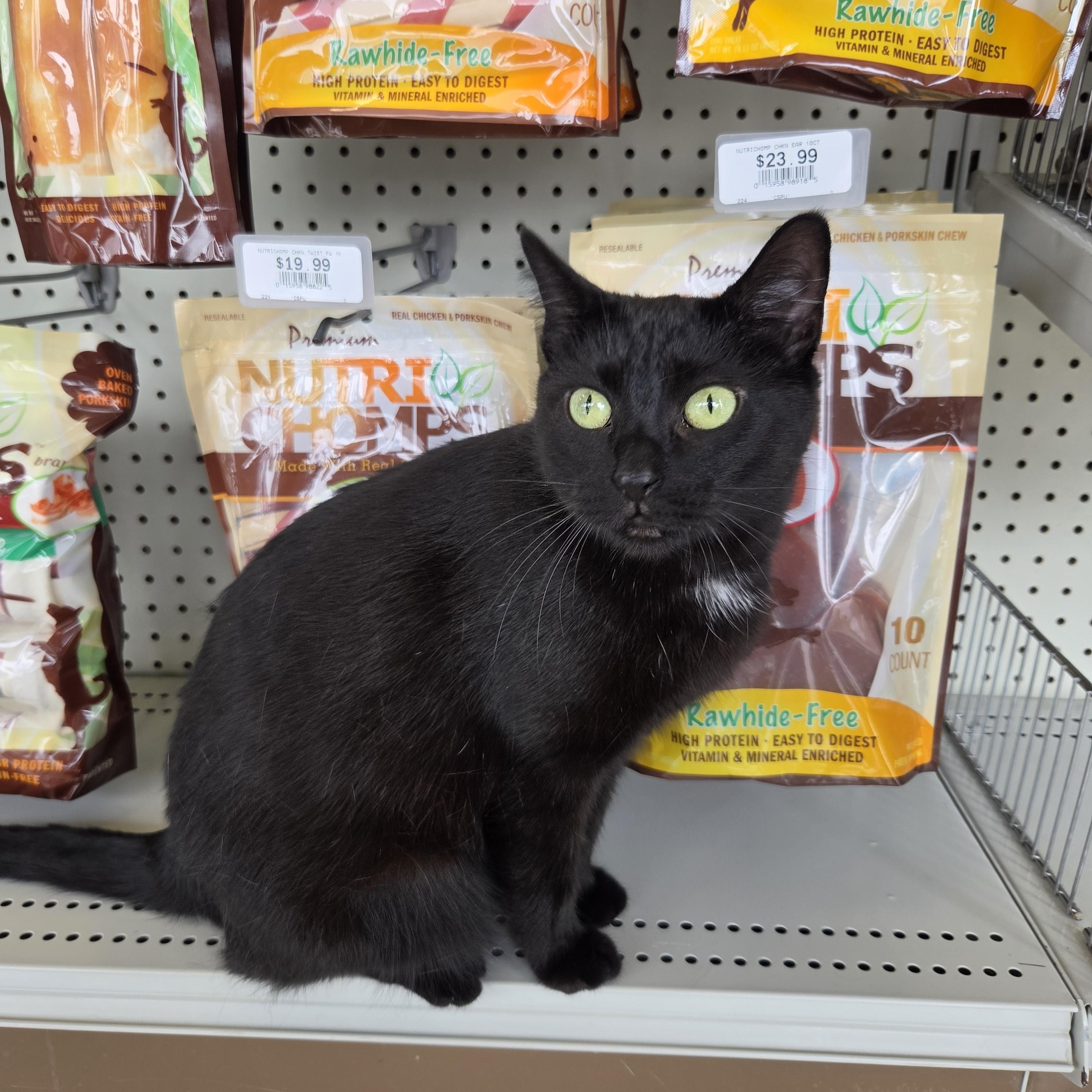 Porchetta, a ADOPTABLE Domestic Short Hair in Indianapolis, IN image 6/6