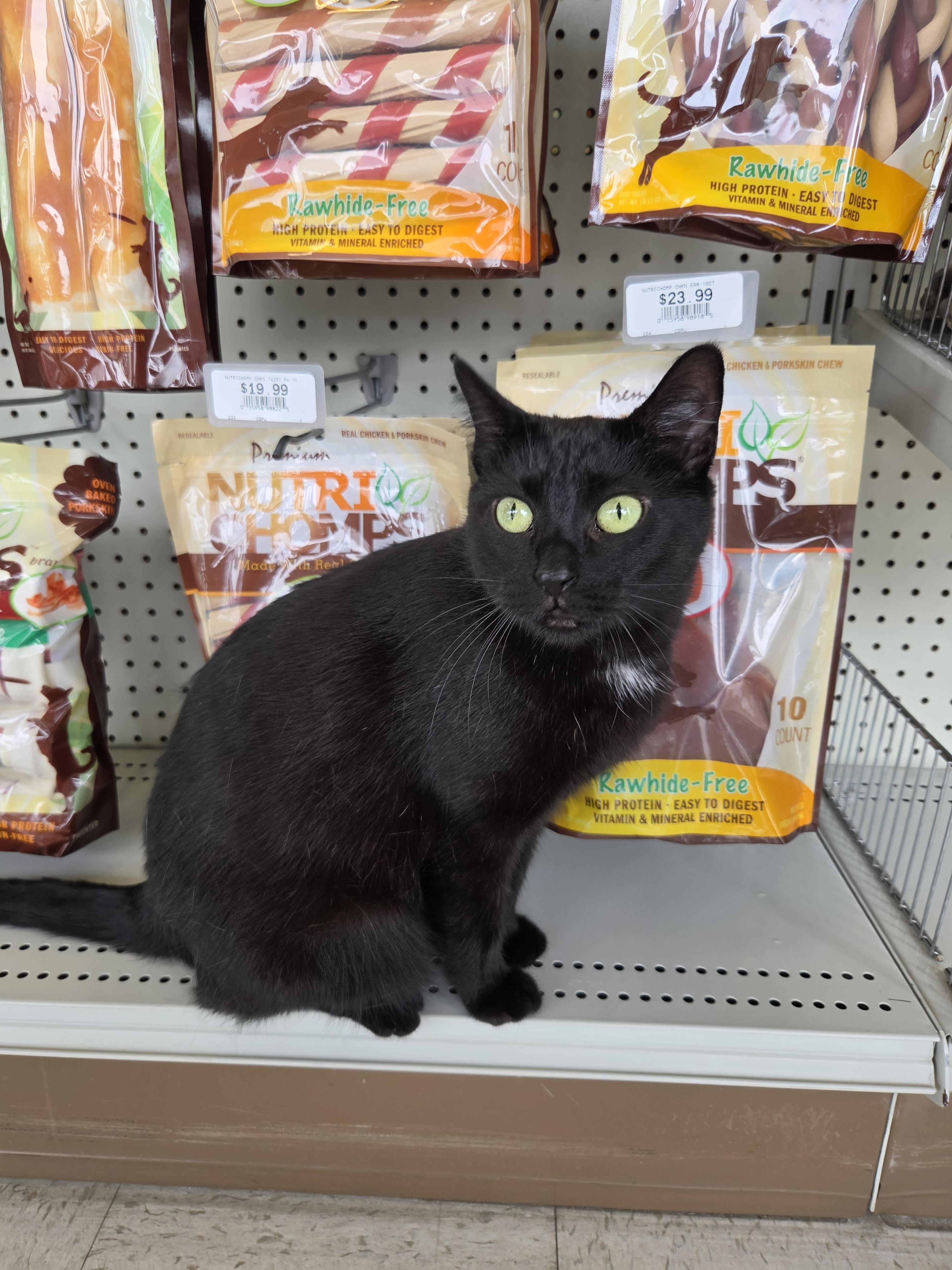 Porchetta, a ADOPTABLE Domestic Short Hair in Indianapolis, IN image 6/6
