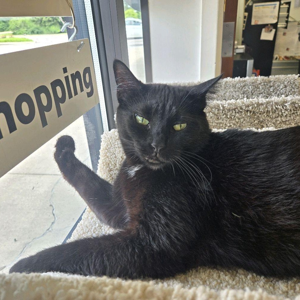 Porchetta, ADOPTABLE, Young Female Domestic Short Hair.