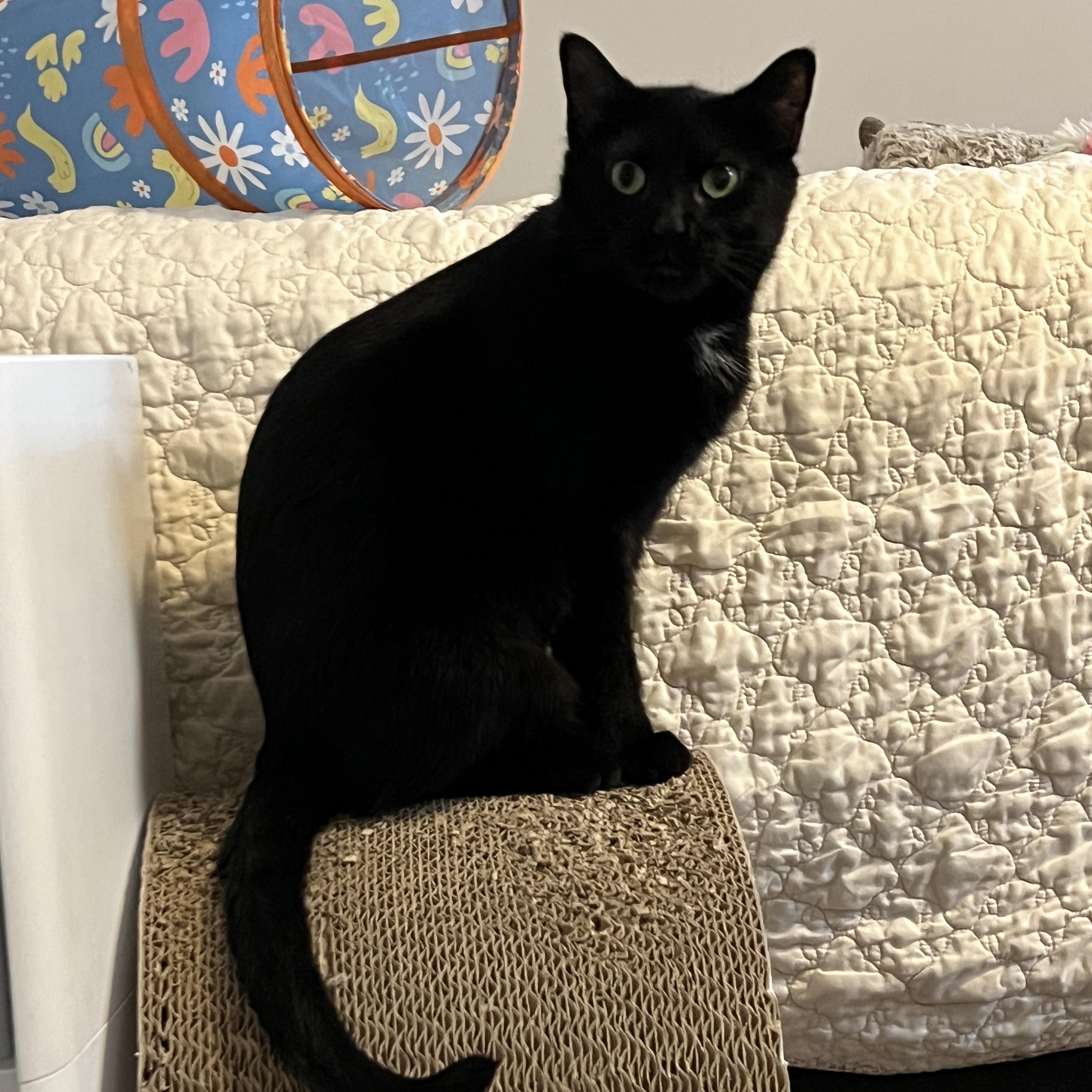 Porchetta, ADOPTABLE, Young Female Domestic Short Hair.