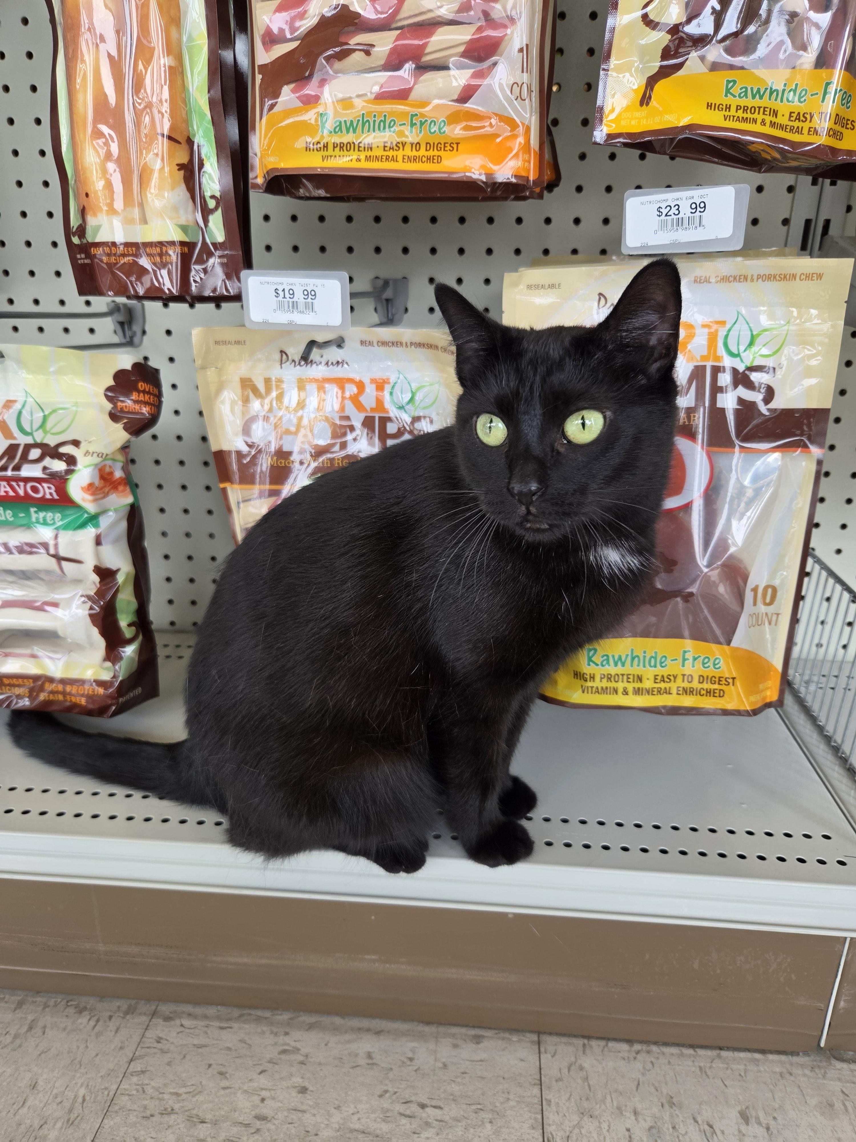 Porchetta, a ADOPTABLE Domestic Short Hair in Indianapolis, IN image 5/6