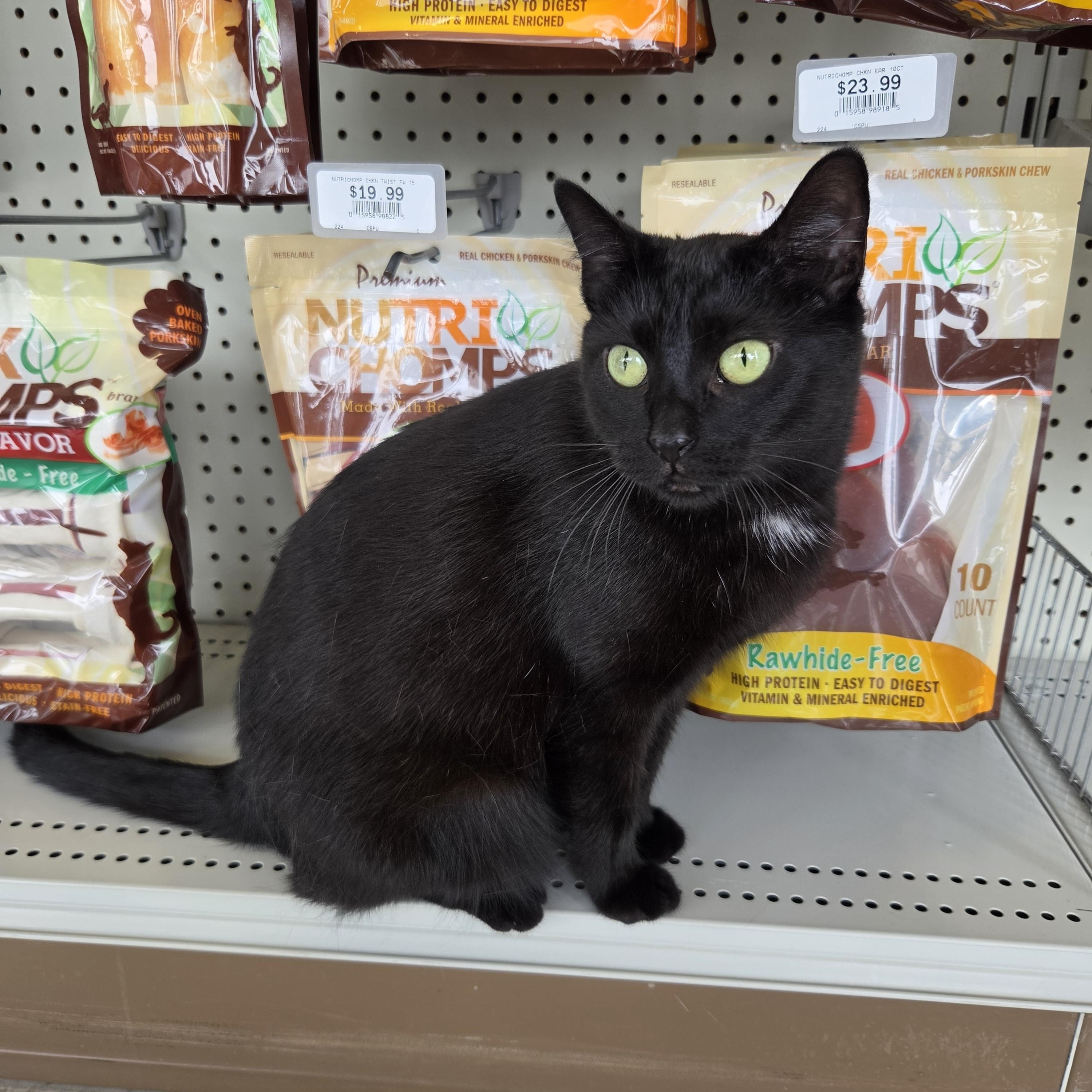 Porchetta, a ADOPTABLE Domestic Short Hair in Indianapolis, IN image 5/6