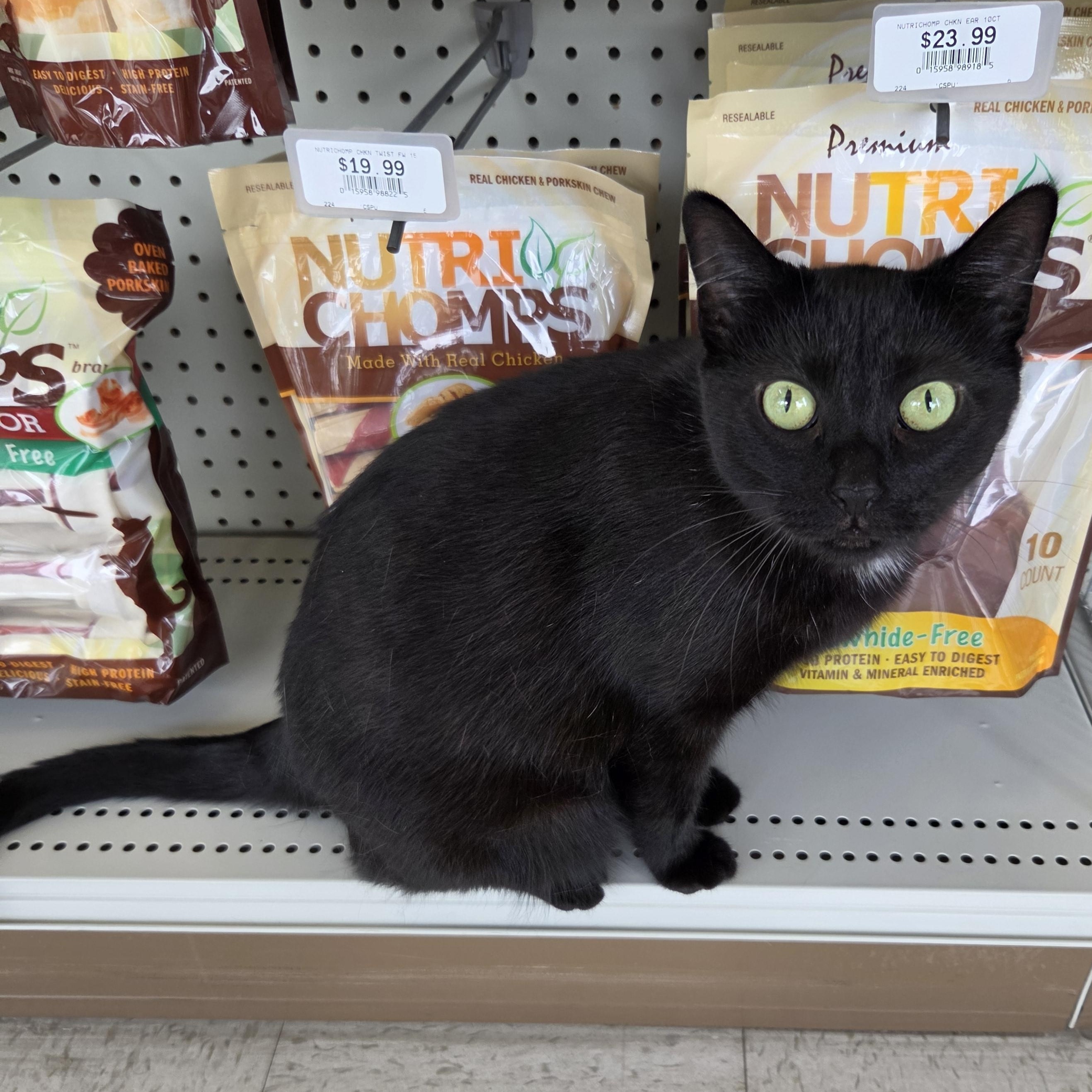 Porchetta, ADOPTABLE, Young Female Domestic Short Hair.