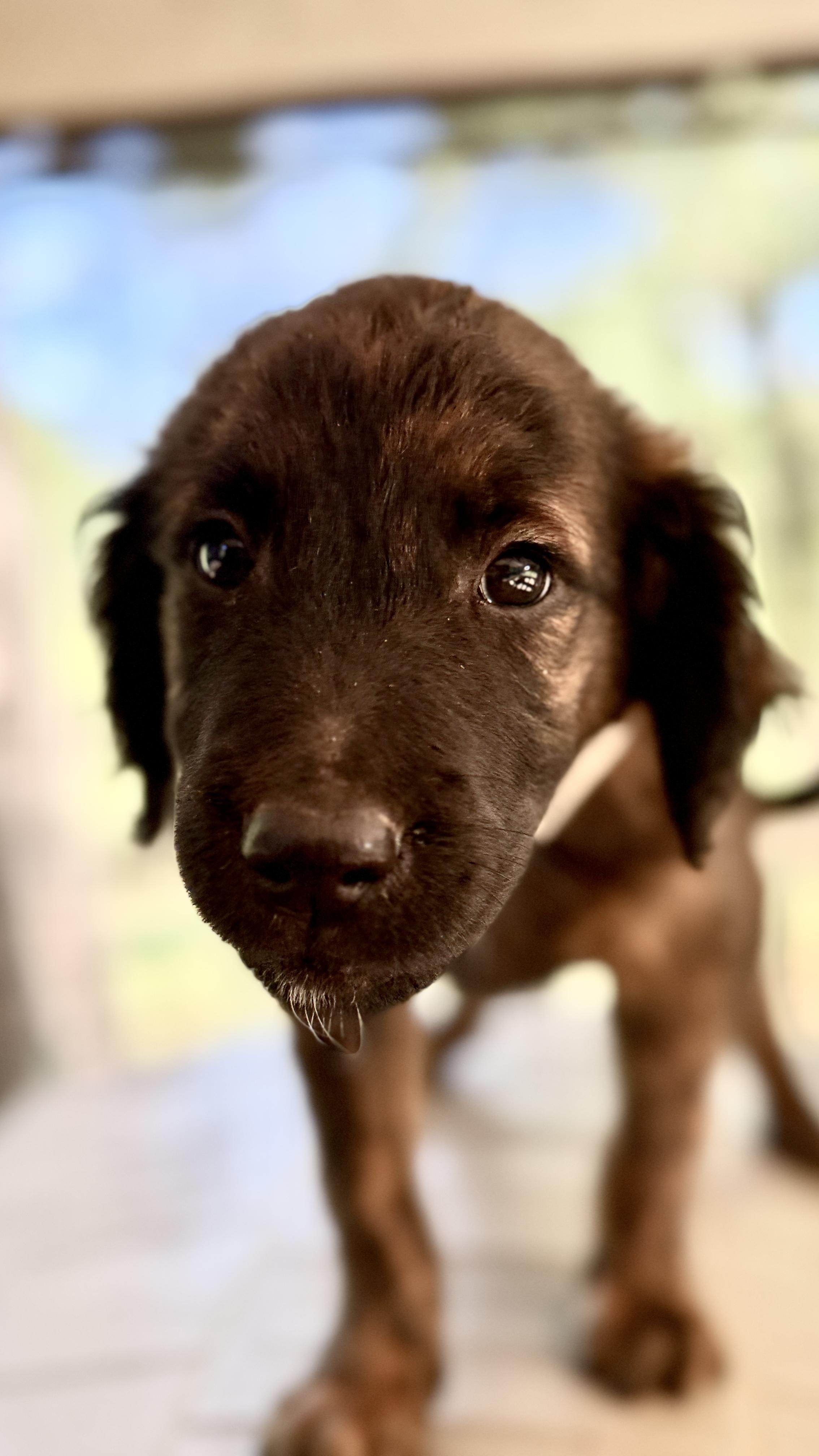 Enlarge JESS, a Adoptable mixed breed in Fosters, AL image 2/6