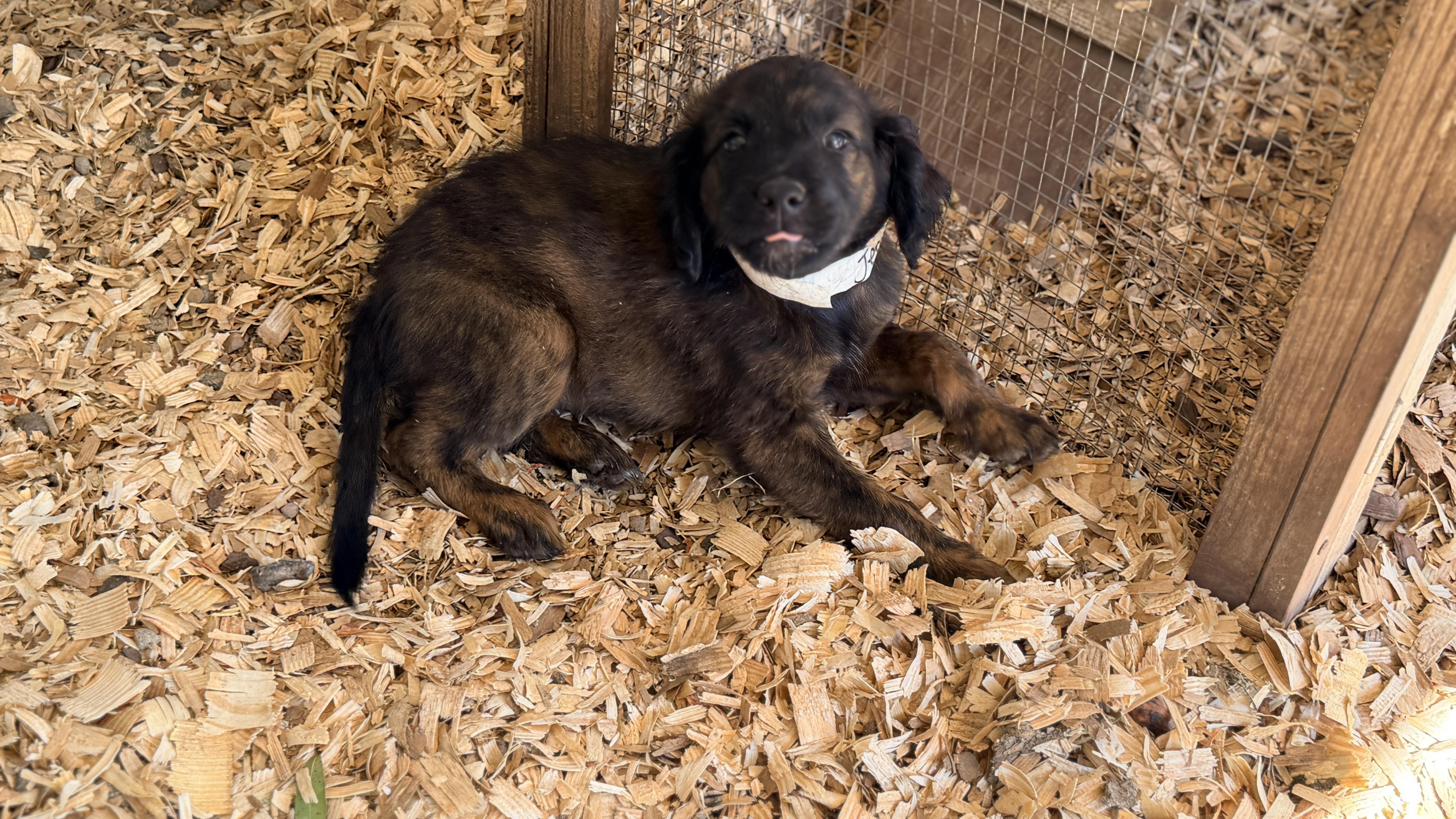 Enlarge JESS, a Adoptable mixed breed in Fosters, AL image 6/6