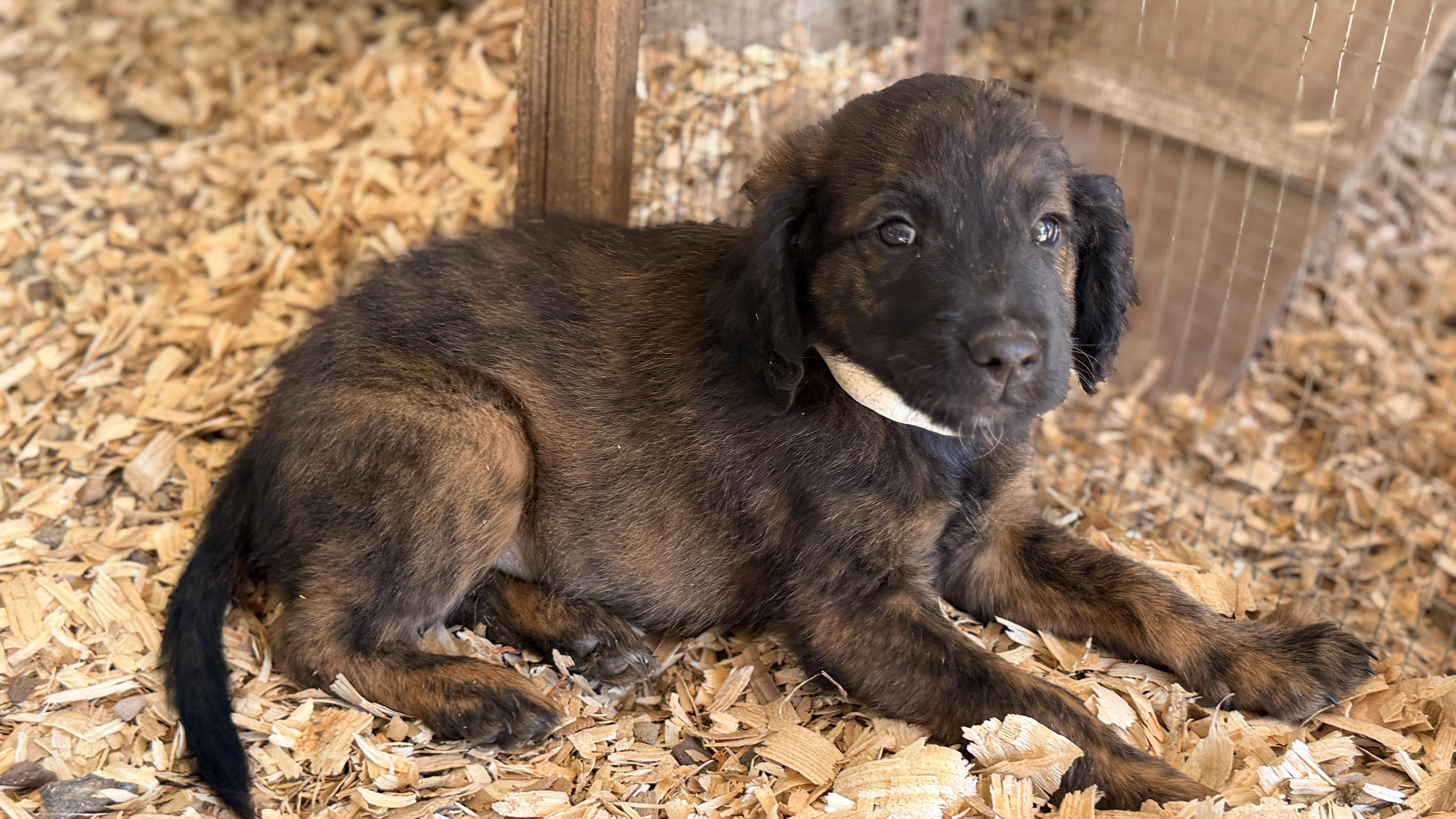 Enlarge JESS, a Adoptable mixed breed in Fosters, AL image 5/6
