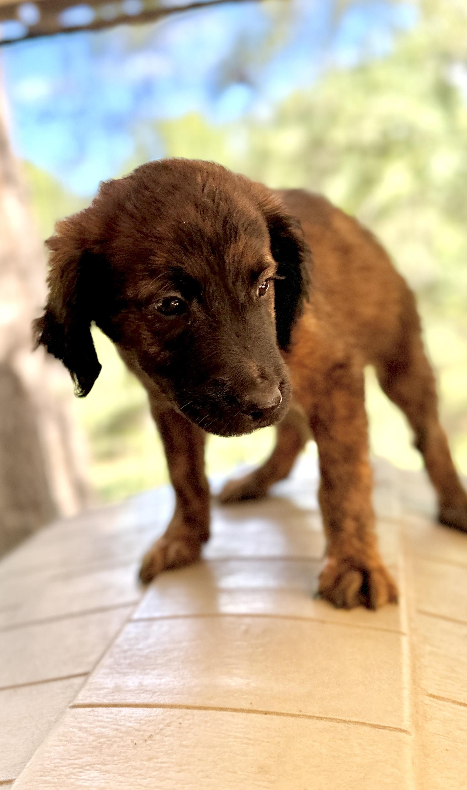 Enlarge JESS, a Adoptable mixed breed in Fosters, AL image 4/6